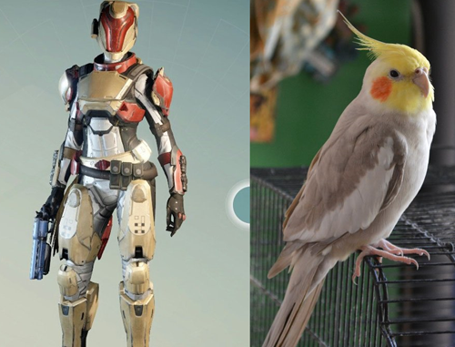 Bloodpact Cockatiel Destiny