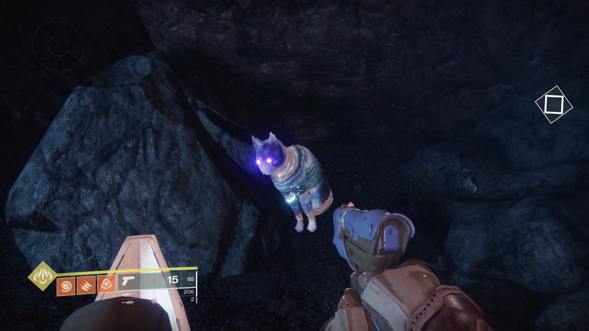 Destiny cat